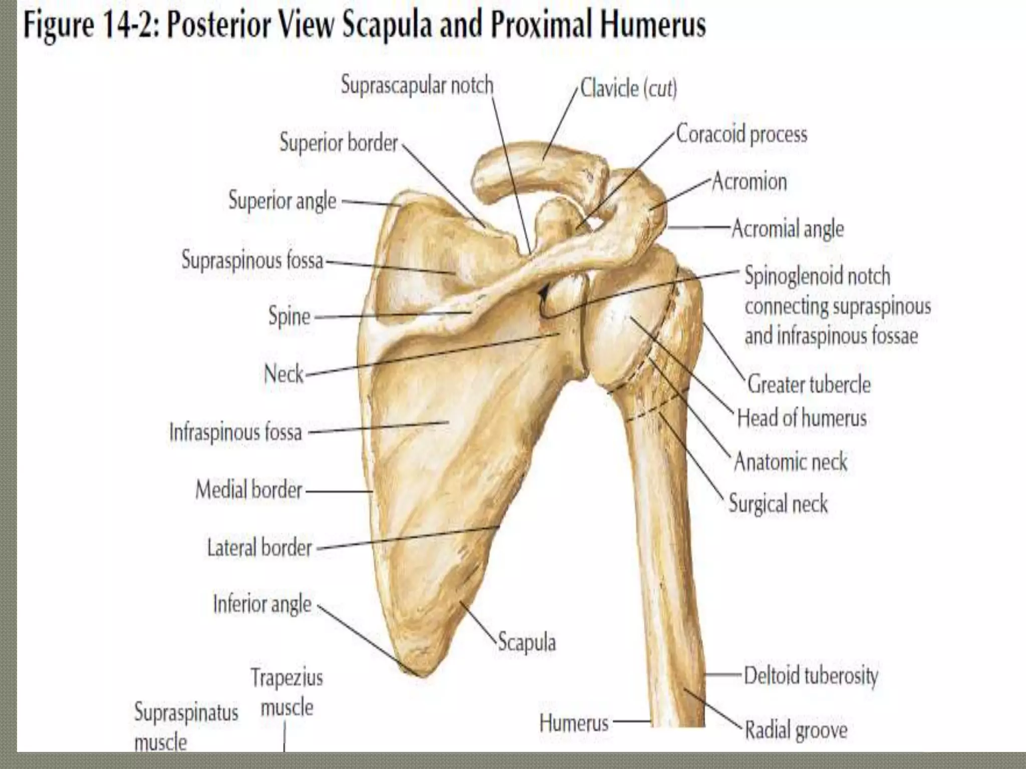 Proximal humerus fractures by krr | PPTX