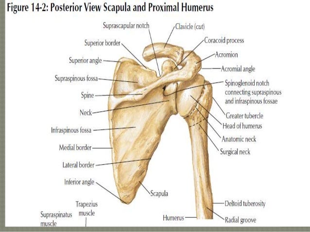 proximal humerus fractures by krr
