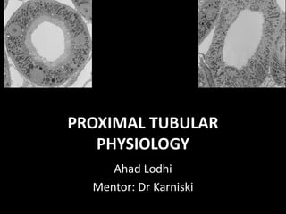 PROXIMAL TUBULAR 
PHYSIOLOGY 
Ahad Lodhi 
Mentor: Dr Karniski 
 