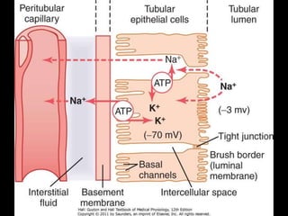 Tubule proximal convoluted Proximal Tubule