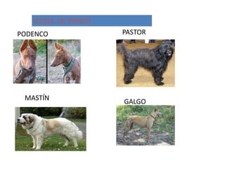 RAZAS DE PERROS
PODENCO              PASTOR




 MASTÍN              GALGO
 