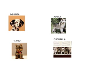 DÁLMATA
            ALASKA




            CHIGUAGUA
  TERRIER
 