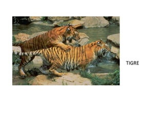 TIGRE
 