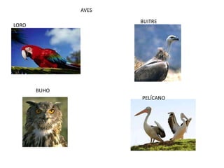 AVES

                     BUITRE
LORO




       BUHO
                     PELÍCANO
 