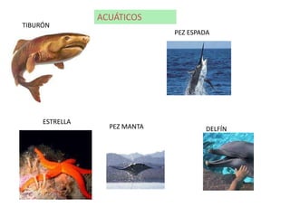 ACUÁTICOS
TIBURÓN
                              PEZ ESPADA




     ESTRELLA
                  PEZ MANTA           DELFÍN
 