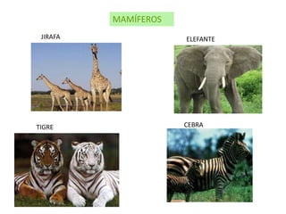 MAMÍFEROS
 JIRAFA               ELEFANTE




TIGRE                 CEBRA
 