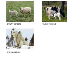 OVEJA Y CORDERO   VACA Y TERNERO




OSO Y OSEZNOS
 