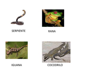 SERPIENTE   RANA




IGUANA      COCODRILO
 