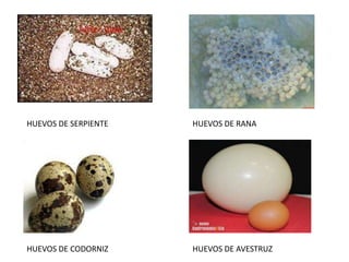 HUEVOS DE SERPIENTE   HUEVOS DE RANA




HUEVOS DE CODORNIZ    HUEVOS DE AVESTRUZ
 