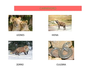 CARNÍVORO




LEONES         HIENA




ZORRO                CULEBRA
 