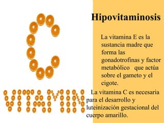 Hipovitaminosis
      La vitamina E es la
      sustancia madre que
      forma las
      gonadotrofinas y factor
      metabólico que actúa
      sobre el gameto y el
      cigote.
  La vitamina C es necesaria
para el desarrollo y
luteinización gestacional del
cuerpo amarillo.
 