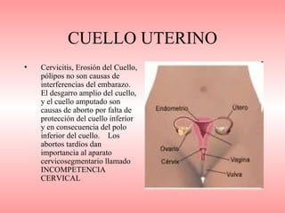CUELLO UTERINO
•   Cervicitis, Erosión del Cuello,
    pólipos no son causas de
    interferencias del embarazo.
    El desgarro amplio del cuello,
    y el cuello amputado son
    causas de aborto por falta de
    protección del cuello inferior
    y en consecuencia del polo
    inferior del cuello. Los
    abortos tardíos dan
    importancia al aparato
    cervicosegmentario llamado
    INCOMPETENCIA
    CERVICAL
 