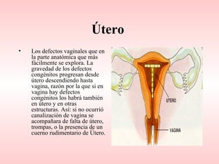 Útero
•   Los defectos vaginales que en
    la parte anatómica que más
    fácilmente se explora. La
    gravedad de los defectos
    congénitos progresan desde
    útero descendiendo hasta
    vagina, razón por la que si en
    vagina hay defectos
    congénitos los habrá también
    en útero y en otras
    estructuras. Así: si no ocurrió
    canalización de vagina se
    acompañara de falta de útero,
    trompas, o la presencia de un
    cuerno rudimentario de Útero.
 