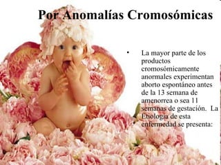 Por Anomalías Cromosómicas

             •   La mayor parte de los
                 productos
                 cromosómicamente
                 anormales experimentan
                 aborto espontáneo antes
                 de la 13 semana de
                 amenorrea o sea 11
                 semanas de gestación. La
                 Etiología de esta
                 enfermedad se presenta:
 