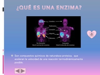 Son compuestos químicos de naturaleza proteica, que
aceleran la velocidad de una reacción termodinámicamente
posible.
 