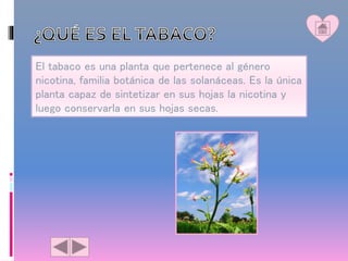 El tabaco es una planta que pertenece al género
nicotina, familia botánica de las solanáceas. Es la única
planta capaz de sintetizar en sus hojas la nicotina y
luego conservarla en sus hojas secas.
 