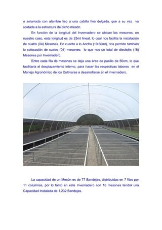 o amarrada con alambre liso a una cabilla fina delgada, que a su vez va
soldada a la estructura de dicho mesón.
     En función de la longitud del Invernadero se ubican los mesones, en
nuestro caso, esta longitud es de 25mt lineal, lo cual nos facilita la instalación
de cuatro (04) Mesones. En cuanto a lo Ancho (10.60mt), nos permite también
la colocación de cuatro (04) mesones; lo que nos un total de dieciséis (16)
Mesones por Invernadero.
     Entre cada fila de mesones se deja una área de pasillo de 50cm, lo que
facilitaría el desplazamiento interno, para hacer las respectivas labores en el
Manejo Agronómico de los Cultivares a desarrollarse en el Invernadero.




     La capacidad de un Mesón es de 77 Bandejas, distribuidas en 7 filas por
11 columnas, por lo tanto en este Invernadero con 16 mesones tendrá una
Capacidad Instalada de 1.232 Bandejas.
 