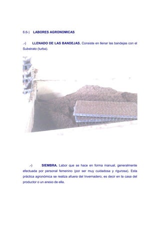 6.6-)       LABORES AGRONOMICAS


.-)         LLENADO DE LAS BANDEJAS. Consiste en llenar las bandejas con el
Substrato (turba).




      .-)        SIEMBRA. Labor que se hace en forma manual, generalmente
efectuada por personal femenino (por ser muy cuidadosa y rigurosa). Esta
práctica agronómica se realiza afuera del Invernadero, es decir en la casa del
productor o un anexo de ella.
 