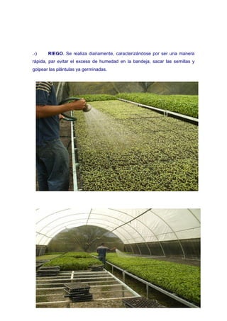 .-)    RIEGO. Se realiza diariamente, caracterizándose por ser una manera
rápida, par evitar el exceso de humedad en la bandeja, sacar las semillas y
golpear las plántulas ya germinadas.
 