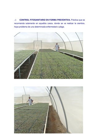 .-)   CONTROL FITOSANITARIO EN FORMA PREVENTIVA. Práctica que se
recomienda solamente en aquellos casos, donde se va realizar la siembra,
haya problema de una determinada enfermedad o plaga.
 