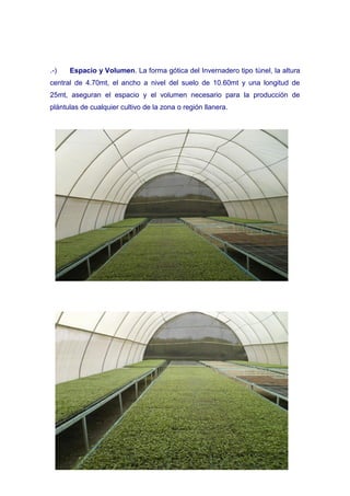 .-)   Espacio y Volumen. La forma gótica del Invernadero tipo túnel, la altura
central de 4.70mt, el ancho a nivel del suelo de 10.60mt y una longitud de
25mt, aseguran el espacio y el volumen necesario para la producción de
plántulas de cualquier cultivo de la zona o región llanera.
 