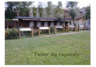 Taller de rapaces
 
