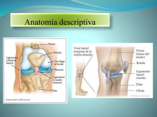 Anatomía descriptiva
 