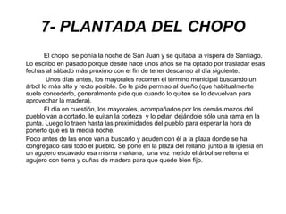7- PLANTADA DEL CHOPO El chopo  se ponía la noche de San Juan y se quitaba la víspera de Santiago. Lo escribo en pasado porque desde hace unos años se ha optado por trasladar esas fechas al sábado más próximo con el fin de tener descanso al día siguiente.   Unos días antes, los mayorales recorren el término municipal buscando un árbol lo más alto y recto posible. Se le pide permiso al dueño (que habitualmente suele concederlo, generalmente pide que cuando lo quiten se lo devuelvan para aprovechar la madera). El día en cuestión, los mayorales, acompañados por los demás mozos del pueblo van a cortarlo, le quitan la corteza  y lo pelan dejándole sólo una rama en la punta. Luego lo traen hasta las proximidades del pueblo para esperar la hora de ponerlo que es la media noche. Poco antes de las once van a buscarlo y acuden con él a la plaza donde se ha congregado casi todo el pueblo. Se pone en la plaza del rellano, junto a la iglesia en un agujero escavado esa misma mañana,  una vez metido el árbol se rellena el agujero con tierra y cuñas de madera para que quede bien fijo.  