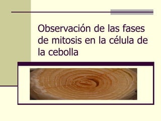 Observación de las fases
de mitosis en la célula de
la cebolla
 