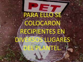 PARA ELLO SE
   COLOCARON
  RECIPIENTES EN
DIVERSOS LUGARES
   DEL PLANTEL.
 