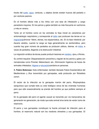 71


través del suelo, agua, verduras, u objetos donde existan huevos del parásito o
por vectores pasivos.

En el hombre afecta más a los niños con una tasa de infestación y carga
parasitaria mayores. En los perros y gatos también es más frecuente en cachorros
y más en verano.

Tanto en el hombre como en los animales la fase inicial se caracteriza por
sintomatología respiratoria y corresponde al daño que producen las larvas en su
migraciónpulmonar: fiebre, disnea, tos espasmódica, etc. En la fase intestinal, por
Ascaris adultos, cuando la carga es baja generalmente es asintomática, pero
cuando hay gran número de parásitos se producen cólicos, diarrea, vó mitos, a
veces de parásitos, llegando a la obstrucción intestinal.

La migración errática de larvas puede producir lesiones en cerebro, ojos y riñones.

Su control requiere: Desparasitación preventiva y regular de los perros y gatos con
nematocidas como Pirantel, Mebendazol, etc.; Eliminación higiénica de heces de
animales infestados: Higiene y educaciónsanitaria en personas.

3. Fiebre Botonosa: Esta enfermedad, también llamada Fiebre Exantemática del
Mediterráneo y tifus transmitido por garrapatas, está producido por Rickettsia
conori.

El vector de la infección es la garrapata marrón del perro, Rhipicephalus
sanguineus que cumple todo su ciclo biológico cerca de las viviendas humanas
pero que sólo ocasionalmente se prende del hombre ya que prefiere siempre al
perro.

En la garrapata del perro el agente causal se transmite por vía transovárica de
generación en generación, de modo que este animal sirve tanto de vector como de
reservorio.

El perro y sus garrapatas constituyen la fuente principal de infección para el
hombre; el reservorio natural son los roedores silvestres y sus garrapatas. El
 