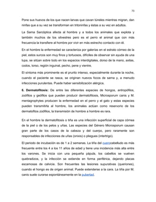 73


Pone sus huevos de los que nacen larvas que cavan túneles mientras migran, dan
ninfas que a su vez se transforman en tritoninfas y éstas a su vez en adultos.

La Sarna Sarcóptica afecta al hombre y a todos los animales que explota y
también muchos de los silvestres pero es el perro el animal que con más
frecuencia la transfiere al hombre por vivir en más estrecho contacto con él.

En el hombre la enfermedad se caracteriza por galerías en el estrato córneo de la
piel, estos surcos son muy finos y tortuosos, difíciles de observar sin ayuda de una
lupa, se sitúan sobre todo en los espacios interdigitales, dorso de la mano, axilas,
codos, torso, región inguinal, pecho, pene y vientre.

El síntoma más prominente es el prurito intenso, especialmente durante la noche,
cuando el paciente se rasca, se originan nuevos focos de sarna y, a menudo
infecciones purulentas. Puede haber sensibilización alérgica.

6. Dermatofitosis: De entre las diferentes especies de hongos, antropófilos,
zoófilos y geófilos que pueden producir dermatofitosis, Microsporum canis y M.
mentagrophytes producen la enfermedad en el perro y el gato y estas especies
pueden transmitirla al hombre, los animales actúan como reservorio de los
dermatofitos zoófilos, la transmisión de hombre a hombre es rara.

En el hombre la dermatofitosis o tiña es una infección superficial de capa córnea
de la piel o de los pelos y uñas. Las especies del Género Microsporum causan
gran parte de los casos de la cabeza y del cuerpo, pero raramente son
responsables de infecciones de uñas (onixis) o pliegues (intertrigo).

El periodo de incubación es de 1 a 2 semanas. La tiña del cuerocabelludo es más
frecuente entre los 4 a los 11 años de edad y tiene una incidencia más alta entre
los varones. Se inicia con una pequeña pápula, los cabellos se vuelven
quebradizos, y la infección se extiende en forma periférica, dejando placas
escamosas de calvicie. Son frecuentes las lesiones supurativas (queriones),
cuando el hongo es de origen animal. Puede extenderse a la cara. La tiña por M.
canis suele curarse espontáneamente en la pubertad.
 