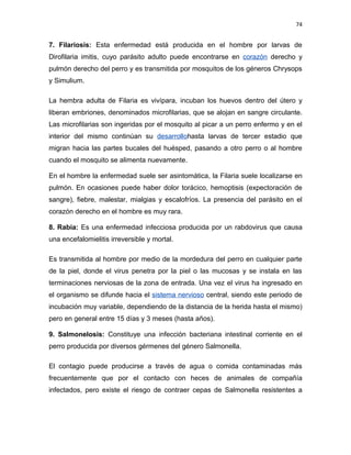 74


7. Filariosis: Esta enfermedad está producida en el hombre por larvas de
Dirofilaria imitis, cuyo parásito adulto puede encontrarse en corazón derecho y
pulmón derecho del perro y es transmitida por mosquitos de los géneros Chrysops
y Simulium.

La hembra adulta de Filaria es vivípara, incuban los huevos dentro del útero y
liberan embriones, denominados microfilarias, que se alojan en sangre circulante.
Las microfilarias son ingeridas por el mosquito al picar a un perro enfermo y en el
interior del mismo continúan su desarrollohasta larvas de tercer estadio que
migran hacia las partes bucales del huésped, pasando a otro perro o al hombre
cuando el mosquito se alimenta nuevamente.

En el hombre la enfermedad suele ser asintomática, la Filaria suele localizarse en
pulmón. En ocasiones puede haber dolor torácico, hemoptisis (expectoración de
sangre), fiebre, malestar, mialgias y escalofríos. La presencia del parásito en el
corazón derecho en el hombre es muy rara.

8. Rabia: Es una enfermedad infecciosa producida por un rabdovirus que causa
una encefalomielitis irreversible y mortal.

Es transmitida al hombre por medio de la mordedura del perro en cualquier parte
de la piel, donde el virus penetra por la piel o las mucosas y se instala en las
terminaciones nerviosas de la zona de entrada. Una vez el virus ha ingresado en
el organismo se difunde hacia el sistema nervioso central, siendo este periodo de
incubación muy variable, dependiendo de la distancia de la herida hasta el mismo)
pero en general entre 15 días y 3 meses (hasta años).

9. Salmonelosis: Constituye una infección bacteriana intestinal corriente en el
perro producida por diversos gérmenes del género Salmonella.

El contagio puede producirse a través de agua o comida contaminadas más
frecuentemente que por el contacto con heces de animales de compañía
infectados, pero existe el riesgo de contraer cepas de Salmonella resistentes a
 