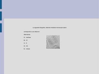 La siguiente fotografía, obtenida mediante microscopio óptico


corresponde a una célula en:

Alternativas

A) interfase

B) G1

C) S

D) G2

E) mitosis
 