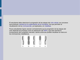 El estudiante debe relacionar la progresión de las etapas del ciclo celular con procesos
que producen cambios en la organización de la cromatina, los que permiten la
visualización de los cromosomas, ya duplicados, en metafase.
Pocos estudiantes logran asociar correctamente que la progresión de las etapas del
ciclo depende de procesos como la replicación del ADN y que esto permite la
incorporación del nucleótido marcado, siendo entonces posible visualizar la marca en
los cromosomas metafásicos.
 