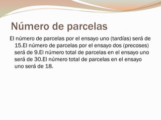 Número de parcelas
El número de parcelas por el ensayo uno (tardías) será de
  15.El número de parcelas por el ensayo dos (precoses)
  será de 9.El número total de parcelas en el ensayo uno
  será de 30.El número total de parcelas en el ensayo
  uno será de 18.
 