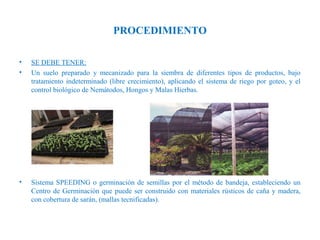 PROCEDIMIENTO
•
•

SE DEBE TENER:
Un suelo preparado y mecanizado para la siembra de diferentes tipos de productos, bajo
tratamiento indeterminado (libre crecimiento), aplicando el sistema de riego por goteo, y el
control biológico de Nemátodos, Hongos y Malas Hierbas.

 

•

Sistema SPEEDING o germinación de semillas por el método de bandeja, estableciendo un
Centro de Germinación que puede ser construido con materiales rústicos de caña y madera,
con cobertura de sarán, (mallas tecnificadas).

 