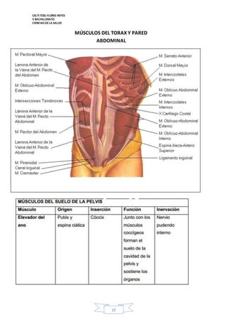 CELTI ITZEL FLORES REYES 
5 BACHILLERATO 
CIENCIAS DE LA SALUD 
MÚSCULOS DEL TORAX Y PARED 
ABDOMINAL 
12 
 