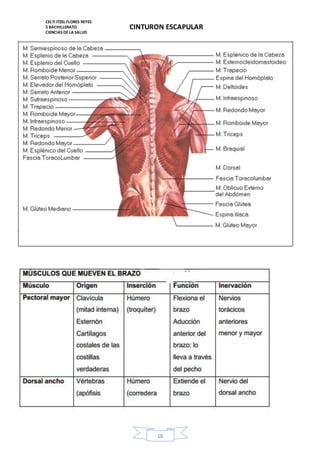 CELTI ITZEL FLORES REYES 
5 BACHILLERATO 
CIENCIAS DE LA SALUD 
CINTURON ESCAPULAR 
16 
 