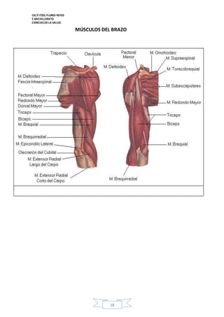 CELTI ITZEL FLORES REYES 
5 BACHILLERATO 
CIENCIAS DE LA SALUD 
18 
. 
MÚSCULOS DEL BRAZO 
 