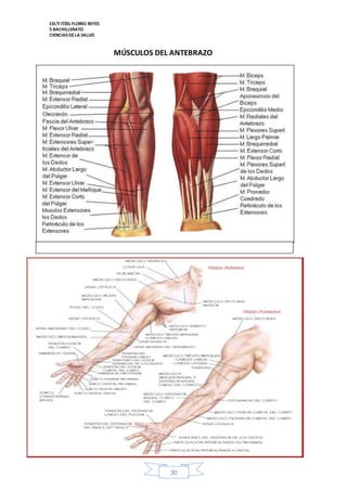 CELTI ITZEL FLORES REYES 
5 BACHILLERATO 
CIENCIAS DE LA SALUD 
MÚSCULOS DEL ANTEBRAZO 
20 
 