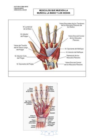 CELTI ITZEL FLORES REYES 
5 BACHILLERATO 
CIENCIAS DE LA SALUD 
MÚSCULOS QUE MUEVEN LA 
MUÑECA, LA MANO Y LOS DEDOS 
22 
 