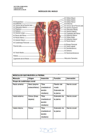 CELTI ITZEL FLORES REYES 
5 BACHILLERATO 
CIENCIAS DE LA SALUD 
MÚSCULOS DEL MUSLO 
24 
 