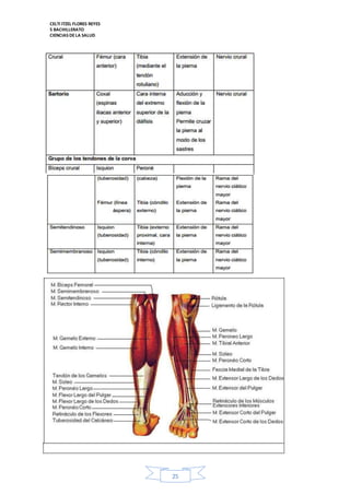 CELTI ITZEL FLORES REYES 
5 BACHILLERATO 
CIENCIAS DE LA SALUD 
25 
 