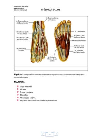 CELTI ITZEL FLORES REYES 
5 BACHILLERATO 
CIENCIAS DE LA SALUD 
MÚSCULOS DEL PIE 
Hipótesis: Los podré identificar si observó a un cuyo disecado y lo comparo con el esquema 
muscular humano. 
27 
MATERIAL: 
Cuyo disecado 
Alcohol 
Frasco con tapa 
Etiquetas 
Alfileres de colores 
Esquema de los músculos del cuerpo humano. 
 