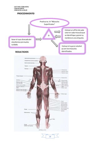 CELTI ITZEL FLORES REYES 
5 BACHILLERATO 
CIENCIAS DE LA SALUD 
28 
PROCEDIMIENTO 
Sacar el cuyo disecado del 
cloroformo con mucho 
cuidado. 
Practica no. VI “Músculos 
Superficiales” 
Colocar un alfiler de cada 
color en cada músculo que 
se identifique y poner su 
nombre en una etiqueta. 
Colocar el cuyo en alcohol 
ya con los músculos 
identificados. 
SI 
RESULTADOS 
 