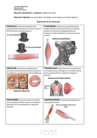 CELTI ITZEL FLORES REYES 
5 BACHILLERATO 
CIENCIAS DE LA SALUD 
Músculos Superficiales o cutáneos: Debajo de la piel 
Músculos Profundos: Se encuentran insertados en los huesos y en otros órganos. 
Disposición de los fascículos 
4 
PARALELA: Fascículos paralelos al eje 
longitudinal del músculo; terminan en uno y en 
otro extremo en tendones planos. 
FUSIFORME: Fascículos casi paralelos al eje 
longitudinal del músculo; terminan en tendones 
planos; los músculos se adelgazan hacia los 
tendones, donde el diámetro es menor que en el 
vientre. 
CIRCULAR: Fascículos en disposiciones 
circulares concéntricas forman los músculos de 
los esfínteres, que cierran un orificio (abertura) 
MÚSCULO DIGÁSTRICO 
TRIANGULAR: Fascículos que se extienden por 
una amplia zona y convergen en un tendón central 
grueso, esto confiere un aspecto triangular al 
músculo. 
PENIFORME: Fascículos cortos en relación 
con la longitud total del músculo; el tendón se 
extiende, casi en su totalidad, a lo largo del 
músculo. 
UNIPENIFORME: Fascículos dispuestos de un 
solo lado del tendón. 
MÚSCULO OBICULAR 
MÚSCULO PECTORAL MAYOR 
MÚSCULO EXTENSOR LARGO DE LOS 
DEDOS 
 