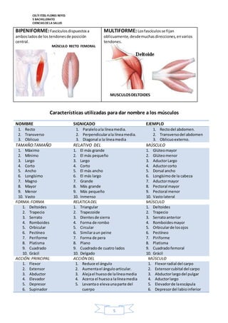 CELTI ITZEL FLORES REYES 
5 BACHILLERATO 
CIENCIAS DE LA SALUD 
Características utilizadas para dar nombre a los músculos 
NOMBRE SIGNICADO EJEMPLO 
1. Recto 
1. Paralelo a la línea media. 
2. Transverso 
2. Perpendicular a la línea media. 
3. Oblicuo 
3. Diagonal a la línea media 
5 
1. Recto del abdomen. 
2. Transverso del abdomen 
3. Oblicuo externo. 
TAMAÑO:TAMAÑO RELATIVO DEL MÚSCULO 
1. Máximo 
1. El más grande 
2. Mínimo 
2. El más pequeño 
3. Largo 
3. Largo 
4. Corto 
4. Corto 
5. Ancho 
5. El más ancho 
6. Longísimo 
6. El más largo 
7. Magno 
7. Grande 
8. Mayor 
8. Más grande 
9. Menor 
9. Más pequeño 
10. Vasto 
10. Inmenso 
1. Glúteo mayor 
2. Glúteo menor 
3. Aductor Largo 
4. Aductor corto 
5. Dorsal ancho 
6. Longísimo de la cabeza 
7. Aductor mayor 
8. Pectoral mayor 
9. Pectoral menor 
10. Vasto lateral 
FORMA: FORMA RELATICA DEL MÚSCULO 
1. Deltoides 
2. Trapecio 
3. Serrato 
4. Romboides 
5. Orbicular 
6. Pectíneo 
7. Periforme 
8. Platisma 
9. Cuadrado 
10. Grácil 
1. Triangular 
2. Trapezoide 
3. Dientes de sierra 
4. Forma de rombo 
5. Circular 
6. Similar a un peine 
7. Forma de pera 
8. Plano 
9. Cuadrado de cuatro lados 
10. Delgado 
1. Deltoides 
2. Trapecio 
3. Serrato anterior 
4. Romboides mayor 
5. Orbicular de los ojos 
6. Pectíneo 
7. Piriforme 
8. Platisma 
9. Cuadrado femoral 
10. Grácil 
ACCIÓN: PRINCIPAL ACCIÓN DEL MÚSCULO 
1. Flexor 
2. Extensor 
3. Abductor 
4. Elevador 
5. Depresor 
6. Supinador 
1. Reduce el ángulo 
2. Aumenta el ángulo articular. 
3. Aleja el hueso de la línea media 
4. Acerca el hueso a la línea media 
5. Levanta o eleva una parte del 
cuerpo 
1. Flexor radial del carpo 
2. Extensor cubital del carpo 
3. Abductor largo del pulgar 
4. Aductor largo 
5. Elevador de la escápula 
6. Depresor del labio inferior 
BIPENIFORME: Fascículos dispuestos a 
ambos lados de los tendones de posición 
central. 
MULTIFORME: Los fascículos se fijan 
oblicuamente, desde muchas direcciones, en varios 
tendones. 
MÚSCULO RECTO FEMORAL 
MUSCULOS DELTOIDES 
 