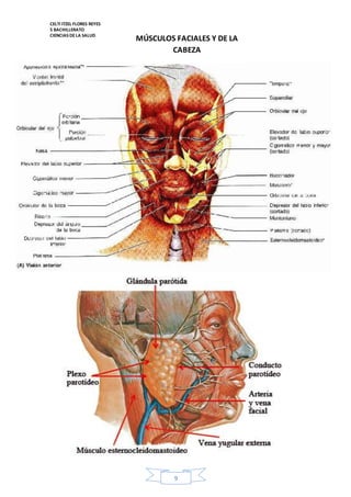 CELTI ITZEL FLORES REYES 
5 BACHILLERATO 
CIENCIAS DE LA SALUD 
MÚSCULOS FACIALES Y DE LA 
CABEZA 
9 
 