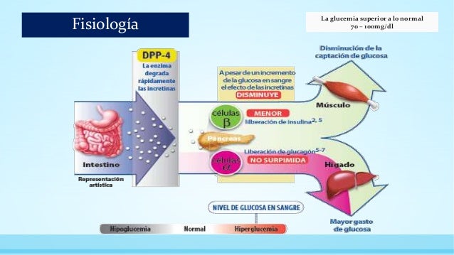 Diabetes mellitus. bases moleculares